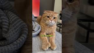 The Truth About The Cat Breed SCOTTISH FOLD 🤯 [upl. by Nezam]