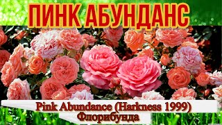 Обзор розы Пинк Абунданс  Pink Abundance Harkness 1999 [upl. by Ettesyl]