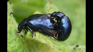 Blauwe muntgoudhaan Chrysolina coerulans copula en larven [upl. by Ji]