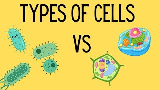 Types of Cells  Eukaryotic vs Prokaryotic [upl. by Tomaso]