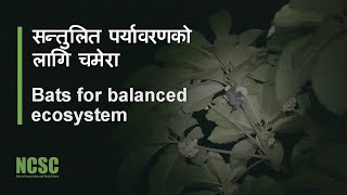 सन्तुलित पर्यावरणको लागि चमेरा  Bats for balanced ecosystem Ecological Documentary [upl. by Noet791]