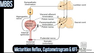 Physiology of Micturition Micturition Reflex amp KFT mbbs medicine physiology neetpg [upl. by Kariv]