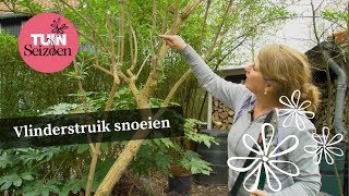 Vlinderstruik snoeien  eind maart begin april  Tuinseizoen [upl. by Eeryn]