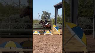 Js flatted te horse raceto1k horseenthusiast roadto1k equestrianvibes horsefan horseaddict [upl. by Elyak]