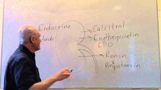 Endocrine lesson 2 Endocrine glands and hormones [upl. by Alletniuq900]