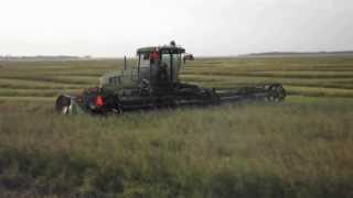 John Deere W150 swather in canola [upl. by Adeline]