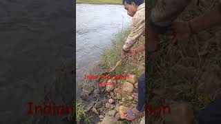 Indian Rock python release video  azgar  सांप python indianrockpython snake [upl. by Neelyt675]