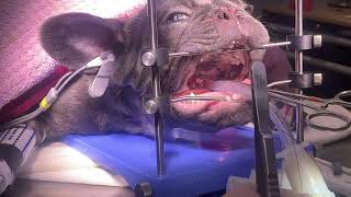 Brachycephalic obstructive airway syndrome BOAS surgery in a French Bulldog  PART 2 soft palate [upl. by Lecia]