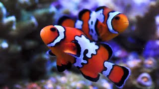 Livestock Lowdown Ocellaris Clownfish quotNemoquot Black Ice Snowflake Care and Profile [upl. by Akiemat]