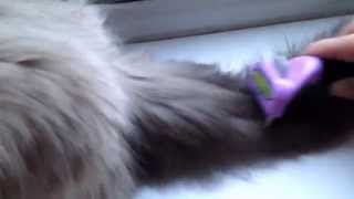 Using the Furminator on Ragdoll kitten [upl. by Fawna549]