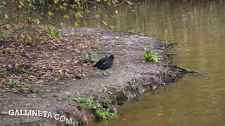 GALLINETA COMÚN  COMMON MOORHEN [upl. by Ahseyd227]