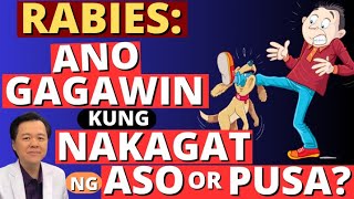 Rabies Ano Gagawin Kung Nakagat ng Aso or Pusa  By Doc Willie Ong Internist and Cardiologist [upl. by Qifahs]