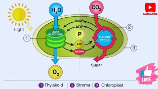 What is Light Reaction  Photosynthesis in higher plants [upl. by Wernick]