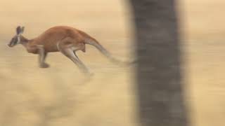 Footage of a big Red Kangaroo jumping quickly through the arid dry Australian outback [upl. by Yzmar]