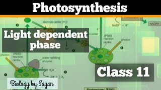 Light Phase Reactions Photosynthesis class 11 NEET [upl. by Nerrag]