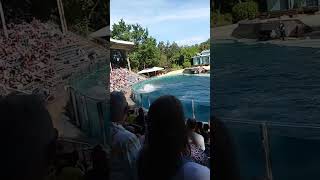 Dolphin show at SeaWorld Orlando [upl. by Simonsen867]