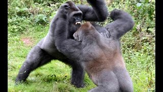 Gorillas tear each other apart [upl. by Nylyram]