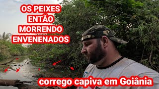 CONTAMINARAM NOSSO CORREGO CAPIVARA EM GOIÂNIA OS PEIXES ENTÃO MORRENDO TUDO [upl. by Romy]