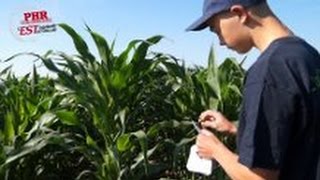 Épandage de Trichogramme avec les élèves du Lycée Agricole de Rouffach [upl. by Nosreffej370]