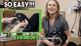 How to put Dog Eye Drops in  EASY  Veterinary approved [upl. by Stephannie34]