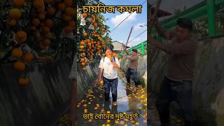 চায়নিজ কমলা fruit fruits short youtubeshorts [upl. by Llertniuq]