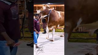 A massive red Holstein Friesian bull from Brownies Ranch [upl. by Circosta]