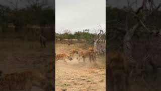 Hyena vs lion saved by the clan Sabi Sand Reserve South Africa shorts [upl. by Anwahs]