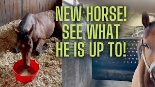 HOW TO CARE FOR YOUR NEW HORSE  Thoroughbred Horses OTTB Series [upl. by Nahshun790]