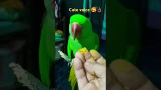 Amazing voice in parrot 😱😘👌🏾viralshort viralparrot parrotlover [upl. by Eidurt]