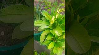 Crown plants caretips gardening shorts video🪴🪴 [upl. by Mulderig]