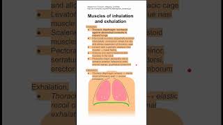 Muscles of inhalation and exhalation [upl. by Ahael]