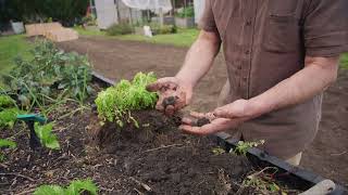 Transplanting a Feverfew Plant [upl. by Etnuhs]