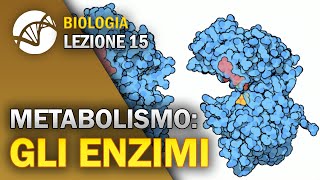 BIOLOGIA  Lezione 15  Gli Enzimi  Metabolismo Cellulare [upl. by Enitsahc]