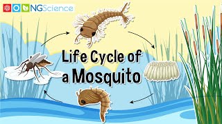 Life Cycle of a Mosquito [upl. by Yekcin394]