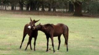 Galiceno horse Totasa and Jack Donkey Jasper at play [upl. by Gilboa]