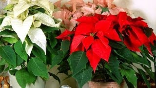 Le poinsettia létoile de Noël [upl. by Acsot]