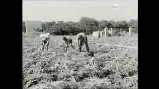 Piatti tipici pugliesi  Sapori di Puglia 1967  Rai Storia [upl. by Allenrac]