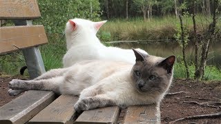 Adventure Siamese Cats enjoy Wild ForestMarshland Lake after a long Walk No Leash amp No Harness [upl. by Enaffit]