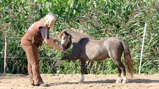 Vrijheidsdressuur uitleg Jambette deel 1 [upl. by Secor]