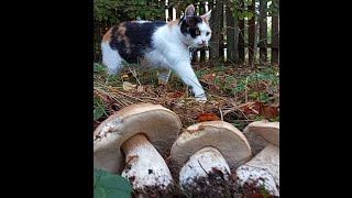 Porcini mushrooms about 2 minutes from the house😍 [upl. by Esekram25]