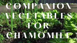 Companion Plants for Chamomile [upl. by Frum861]