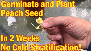 Peach Tree Part 1 Germinate Peach plant in 14 days no cold stratification [upl. by Bethina]