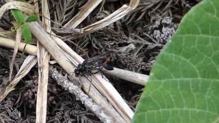 Attempted Mating of Sand Wasps サトジガバチの交尾拒否？ [upl. by Catton]