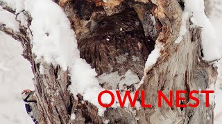 Worlds Biggest Owl  Blakistons Fish Owl In The Snow plus a woodpecker visitor [upl. by Nosnor]