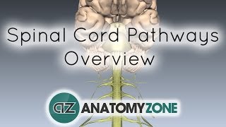 Spinal PathwaysTracts  Part 2  Ascending and Descending Tracts Overview  Anatomy Tutorial [upl. by Ydnas]