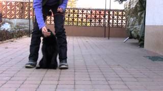 Trinityschipperkeobedience training [upl. by Leifer507]