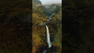 To be a bird next to a waterfall 😌 iceland travel icelandwaterfalls [upl. by Electra]