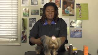 How to Brush a Dogs Teeth With Baking Soda and Peroxide [upl. by Harleigh]