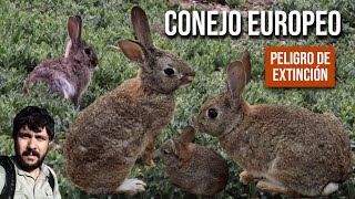 Conejo Europeo 4K Oryctolagus cuniculus European rabbit Coney Coelho bravo europeu [upl. by Armahs]