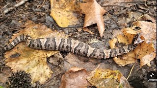 Snake Road 2024 Fall Migration in the Rain [upl. by Aronoh]